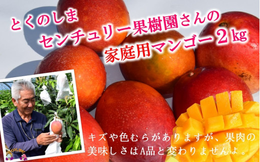 1378 ≪今が旬≫[家庭用]徳之島センチュリー果樹園さんの完熟マンゴー約2kg ( マンゴー フルーツ わけあり 訳あり 訳有 果物 完熟 無加温 徳之島 世界自然遺産 美味しい とろける 旬 贅沢 糖度 南の島 )