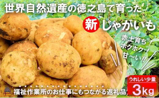 2303《2026年春お届け！》福祉作業所の仕事にもつながる！徳之島の“新”じゃがいも（3kg）( バレイショ 野菜 旬 春 徳之島 奄美 鹿児島 肉じゃが カレー じゃがバター 美味しい 人気 オススメ 福祉作業所 雇用 少量 お一人様 使いきり )