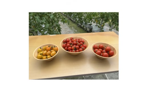 新ミニトマト4種セット(愛知いしかわ菜園)【1483671】