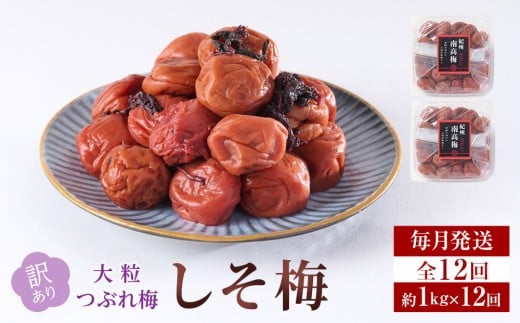 訳あり 梅干し 大粒 大玉 つぶれ梅 しそ梅 約1kg (500g×2)  × 12回 塩分10% [ 定期便 毎月発送・全12回 ]