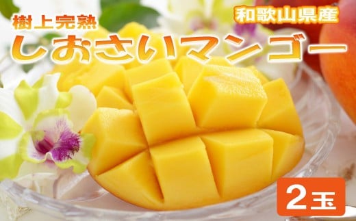 和歌山県産 樹上完熟しおさいマンゴー 2玉入り ★2026年8月初旬頃より順次発送　［TM218］
