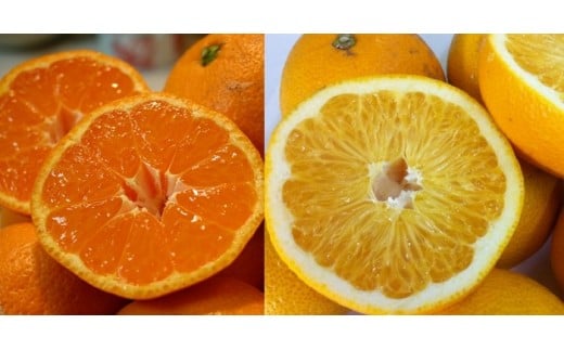 和歌山産 みかんと八朔セット 10kg(各5kg×2)【ヤマタ大谷商店】