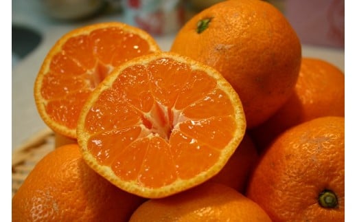 和歌山産 みかん 秀品 5kg【ヤマタ大谷商店】