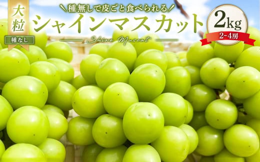 大粒 シャインマスカット 2～4房 計約2kg 【2025年10月上旬～12月上旬発送予定】 ／  マスカット 葡萄 ブドウ 種無し 種なし