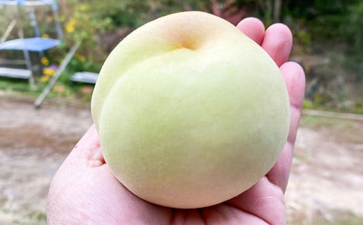 【冬の桃】 玄冬 3玉 ウインターピーチ 【2025年11月下旬から12月上旬迄発送予定】 ／ 桃 もも モモ ピーチ げんとう 冬桃がたり 冬桃 果物 くだもの フルーツ 果実 デザート