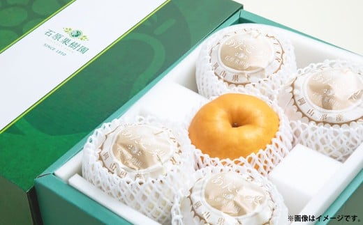 あたご梨 4～9玉 合計約4.5kg 贈答箱 ／ 愛宕梨 梨 なし ナシ 果物  【2025年11月下旬～12月下旬発送予定】