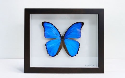 昆虫標本箱（ドイツ箱） モルフォ蝶 1頭入 ／ 標本箱 箱 ケース 標本 蝶 蝶々 インテリア オブジェ