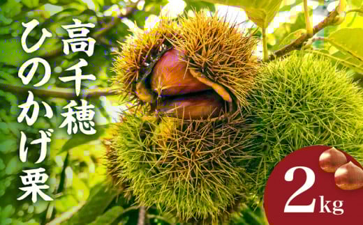 高千穂・ひのかげくり(9月限定)| ひのかげ栗 栗 くり 栗きんとん 生栗 和菓子 栗ご飯 和菓子 モンブラン 世界農業遺産 宮崎県 高千穂町 |_Tk004-068