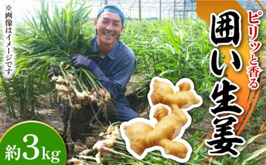 【2026年1月末〜順次発送】囲い生姜 約 3kg / ショウガ 南島原市 / ふくはちファーム/福島農園 [SBS011]