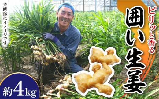【2026年1月末〜順次発送】囲い生姜 約 4kg / ショウガ 南島原市 / ふくはちファーム/福島農園 [SBS012]