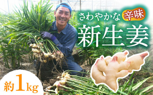 【2026年8月～発送】 新生姜 約1kg / ショウガ しょうが 生姜 / 南島原市 / ふくはちファーム/福島農園 [SBS015]