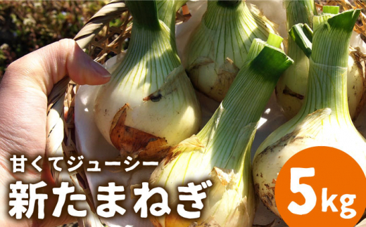 【2026年3月〜発送】【甘くてジューシー 】新たまねぎ 先行予約 サラダ たまねぎ 5kg  / 玉ねぎ たまねぎ タマネギ 新たまねぎ 新玉ねぎ /  南島原市 / 長崎県農産品流通合同会社 [SCB025]