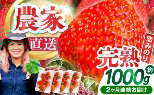 【2026年3月 初回発送】【2回定期便】南島原産 いちご 「恋みのり」約260g×4P / イチゴ 苺 フルーツ 果物 / 南島原市 / あゆみfarm [SFF002]