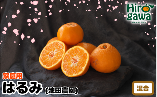 [家庭用] はるみ10kg+250g(痛み補償分) 光センサー選別 / 訳あり 有田 みかん 柑橘 蜜柑 くだもの 果物 果実 フルーツ 和歌山 デコポン の姉妹品種 ※2月上旬〜3月下旬頃に順次発送予定 ※北海道・沖縄・離島配送不可[ikd013-c-10]
