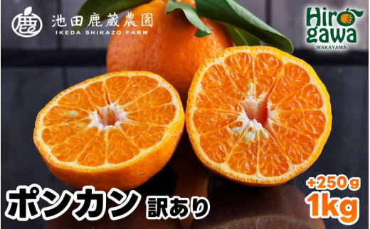 家庭用 ポンカン 1kg+250g(痛み補償分) 光センサー 食頃出荷 / 訳あり 有田 みかん 柑橘 蜜柑 くだもの 果物 果実 フルーツ 和歌山 ※1月中旬〜2月下旬頃に順次発送予定 ※北海道・沖縄・離島への配送不可 [ikd008-c-1]