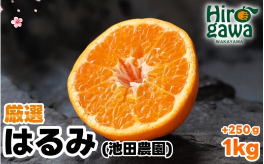 厳選 はるみ 1kg+250g(痛み補償分) 光センサー選別 / 有田 みかん 蜜柑 オレンジ 果物 フルーツ デコポン の姉妹品種 ※2月上旬〜3月下旬頃に順次発送予定 ※北海道・沖縄・離島への配送不可[ikd013-p-1A]