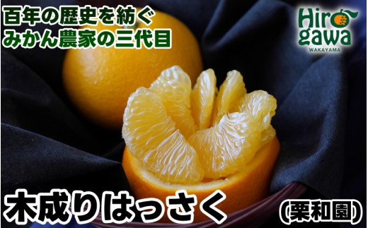 木成り はっさく 5kg サイズ混合 / 八朔 完熟 甘い 和歌山 柑橘 ※3月中旬〜4月上旬に順次発送 【krw022-r-5】