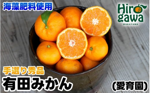有田 みかん 海藻施用 手選果 5kg / 温州みかん 有田みかん 甘い 柑橘 和歌山 ※11月中旬~翌年1月中旬頃に順次発送予定 【aii004-r-5A】