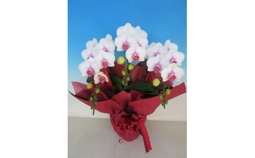 胡蝶蘭【お祝い札・ラッピング付き】高さ60cm前後