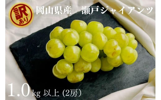 訳あり 瀬戸ジャイアンツ　2房 合計1.0kg以上 産地直送 朝採れ ぶどう 葡萄 岡山 Kawahara Green Farm　岡山県産 2026年