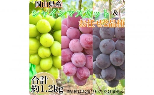 ぶどう 2026年 農家こだわりのシャインマスカット&お任せ2品種  3房合計約1.2kg ブドウ 葡萄 岡山県産 国産 フルーツ 果物 ギフト 【 Nini farm 農家 直送 】