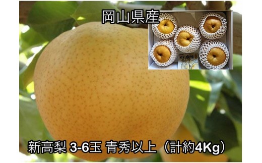 【2026年発送】岡山県産 新高梨 3～6玉 青秀以上 (計約4.0kg)化粧箱入り