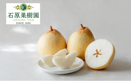 梨 2025年  鴨梨（ヤーリー）6～10玉 約4kg 贈答箱 ナシ なし 岡山県産 国産 フルーツ 果物 ギフト 石原果樹園