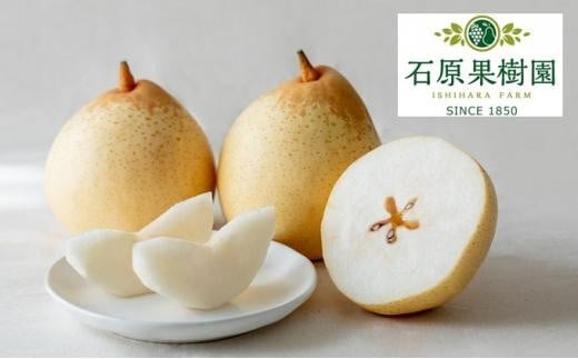 梨 2025年  備前乙女梨（鴨梨） 3～4玉入り（2kg以上）贈答箱  ナシ なし 岡山県産 国産 フルーツ 果物 ギフト 石原果樹園