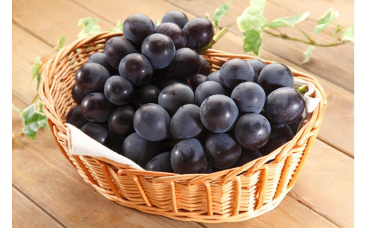 ぶどう 2026年 ニュー ピオーネ 2房（合計約940g）化粧箱入り ブドウ 葡萄  岡山県産 国産 フルーツ 果物 ギフト