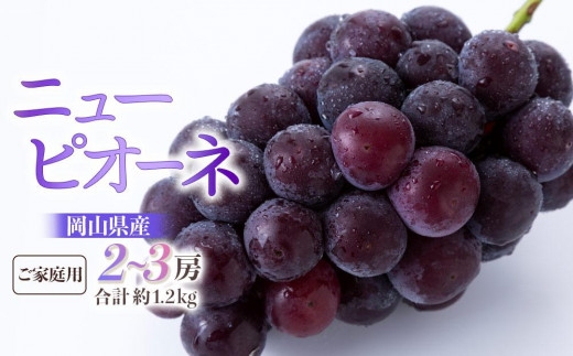 ぶどう 2026年  ご家庭用 ニュー ピオーネ 2~3房 合計約1.2kg ブドウ 葡萄 岡山県産 国産 フルーツ 果物 ギフト