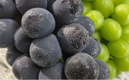 ぶどう 2026年  農家こだわりの シャイン マスカット ＆ ニュー ピオーネ 2房 合計約1.2kg 贈答クラス ブドウ 葡萄  岡山市産 国産 フルーツ 果物 ギフト 【 Nini farm 農家 直送 】 | フルーツ 果物 くだもの ぶどう ブドウ シャインマスカット ランクシャインマスカット 2房  国産 岡山県産 食品 人気 おすすめ  送料無料 ギフト 贈り物 贈答品 プレゼント ぶどう ブドウ シャインマスカット