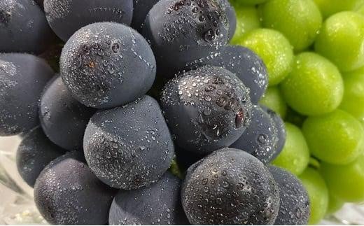 ぶどう 2026年  農家こだわりのシャインマスカット ＆ ニュー ピオーネ 2房 合計約1.0kg 贈答クラス 【 Nini farm 農家 直送 】 | フルーツ 果物 くだもの ぶどう ブドウ シャインマスカット ニューピオーネ 2房  国産 岡山県産 食品 人気 おすすめ  送料無料 ギフト 贈り物 贈答品 プレゼント ぶどう ブドウ シャインマスカット ニューピオーネ