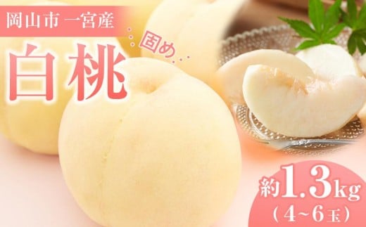 固めの 桃 2026年  ご家庭用 岡山市一宮産 白桃(晩生種)約1.3kg 4~6玉 犬塚農園【家庭用 白桃 桃 もも はくとう 果物 果汁 フルーツ 岡山市 岡山県産 岡山県 おすすめ 人気 新鮮 】