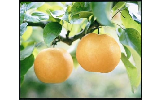 梨 2025年 岡山県産 あたご梨 2玉(約1.7kg) 化粧箱入り