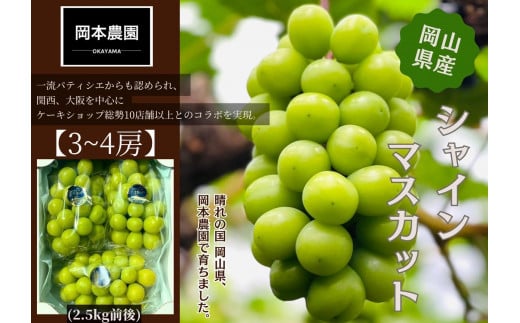 シャインマスカット 3~4房 約2.5kg | フルーツ 果物 くだもの 葡萄 ブドウ ぶどう シャインマスカット マスカット ギフト 贈答用 プレゼント 岡山 岡山県産 国産 フルーツ 果物 くだもの シャインマスカット マスカット おすすめ 人気 みずみずしい フレッシュ 温室栽培 晴れの国おかやま 果物大国 彩美菜果