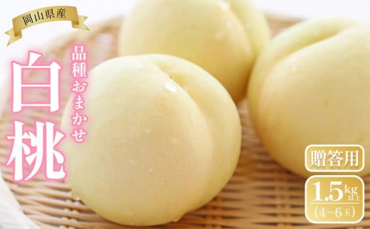 桃 2026年  岡山県産 贈答用 白桃 1.5kg以上（4～6玉） 品種おまかせ＜6月下旬以降発送＞