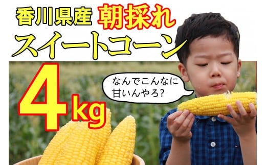 【先行予約受付開始!】2026年産 善通寺市産スイートコーン 4kg (2026年6月頃から発送開始予定)