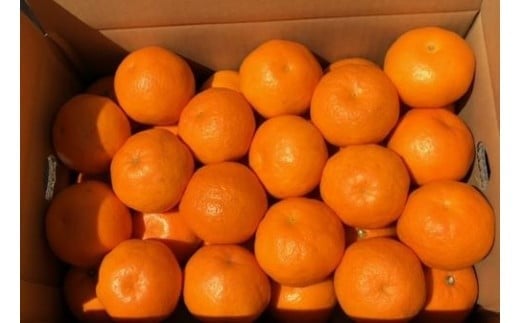 ＜予約受付＞宮武園芸の「はるみ みかん」  善通寺市産 ５kg程度