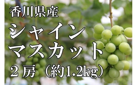 〈先行予約受付開始〉2026年産 香川県産シャインマスカット2房【2026年8月中旬以降発送予定!】