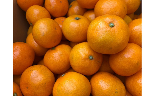三原農園 宮川温州みかん 10kg程度