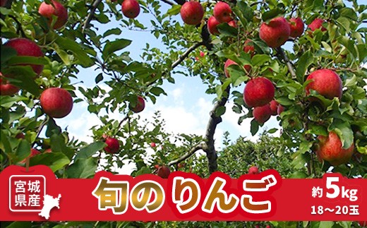 【数量限定】旬のりんご 約5kg 18～20玉 りんご 林檎 リンゴ 完熟りんご 果物 くだもの フルーツ デザート ふるさと納税 宮城県 白石 白石市【1510301】