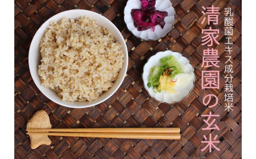 【定期便】清家農園 錦米(にこまる)玄米3kg×6回お届け【特別栽培・農薬不使用】