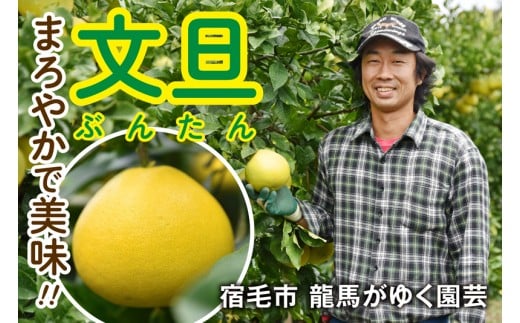 龍馬がゆく園芸の土佐文旦5kg家庭用