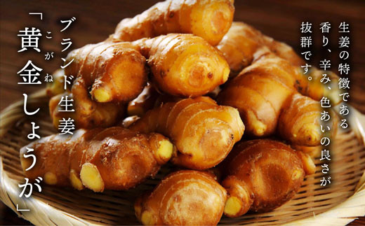 高知県産 黄金しょうが 2kg