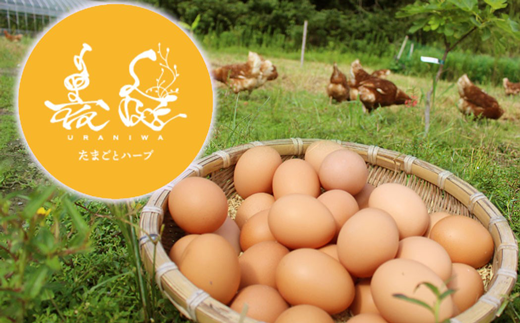 【年間定期便】放し飼い養鶏のたまご 10個入り 3パック 毎月お届け定期便