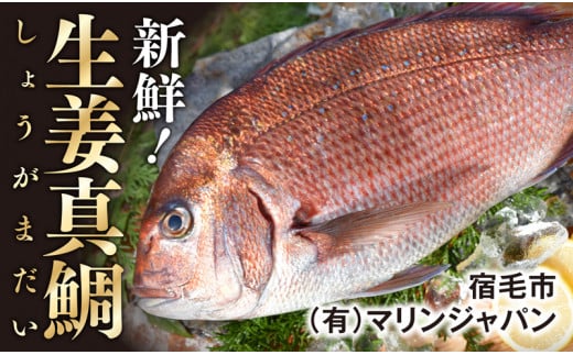 高知産の生姜を食べて育った、新鮮絶品の「生姜真鯛」二尾・鮮魚