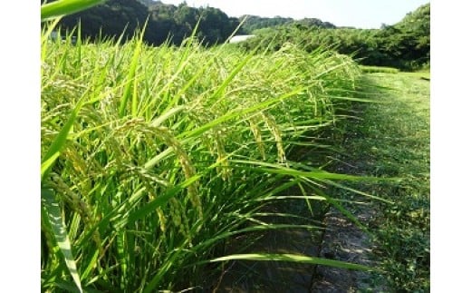 令和7年産 新米 7日以内発送 すくも産 コシヒカリ 5kg 翌営業日 発送 すぐ 届く お届け 年始 白米 精米 贈答 贈り物 プレゼント 宿毛市 高知県