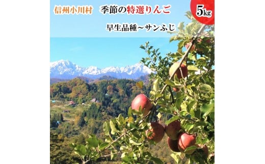 311＊信州小川村成就地区限定季節の特選りんご５キロ（早生品種りんご～サンふじりんご）