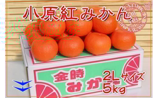 ≪先行受注≫小原紅早生みかん 香川県産 約5kg ( 2Lサイズ ) ｜ みかん