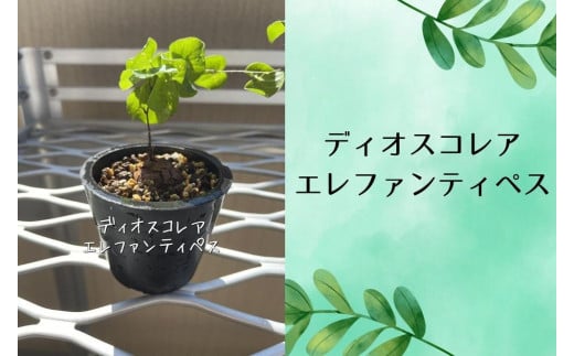 ディオスコレアエレファンティペス実生株 1本
